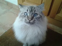 Chat perdu Sacré de Birmanie