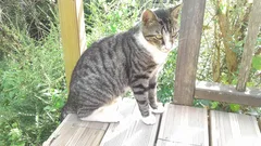 Chat trouvé Européen