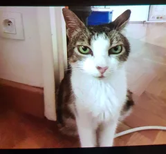 Chat trouvé Européen