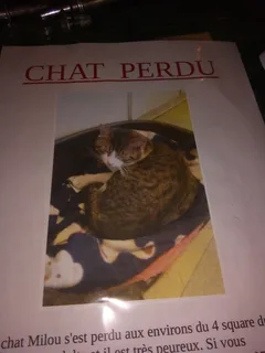 Chat perdu Sans race particulière