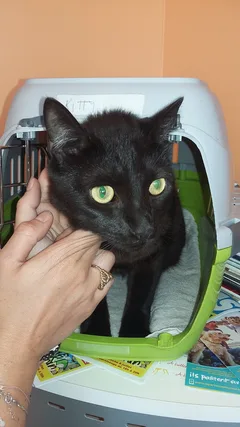 Chat trouvé Européen
