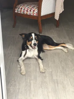 Chien perdu Border Collie