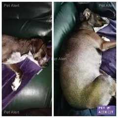 Chien trouvé Croisé