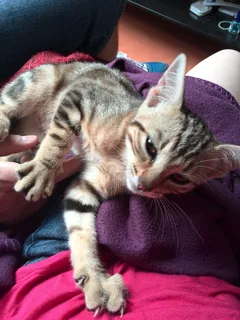 Chat trouvé Européen