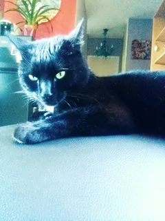 Chat perdu Bombay