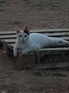 Chat perdu Européen