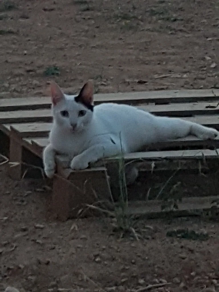 Lilou