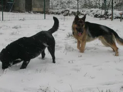 Chien perdu Berger Allemand