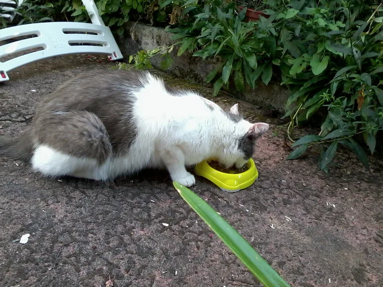 Chat trouvé
