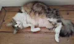 Chat perdu Sans race particulière
