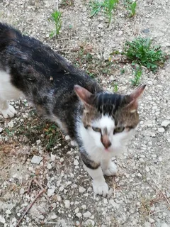 Chat trouvé Européen