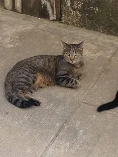 Chat perdu Chat Tigre