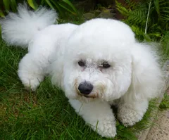 Chien perdu Bichon à poil frisé