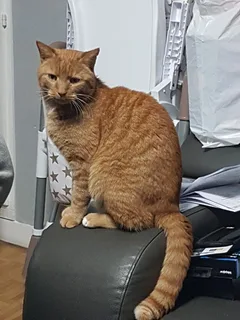 Chat perdu Européen