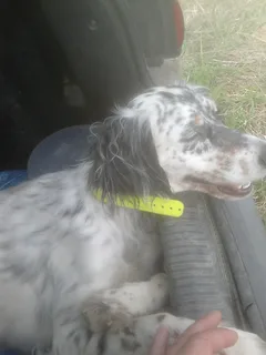 Chien perdu Setter Anglais