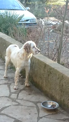 Chien perdu Setter Anglais