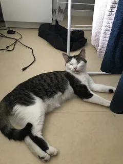 Chat trouvé Européen