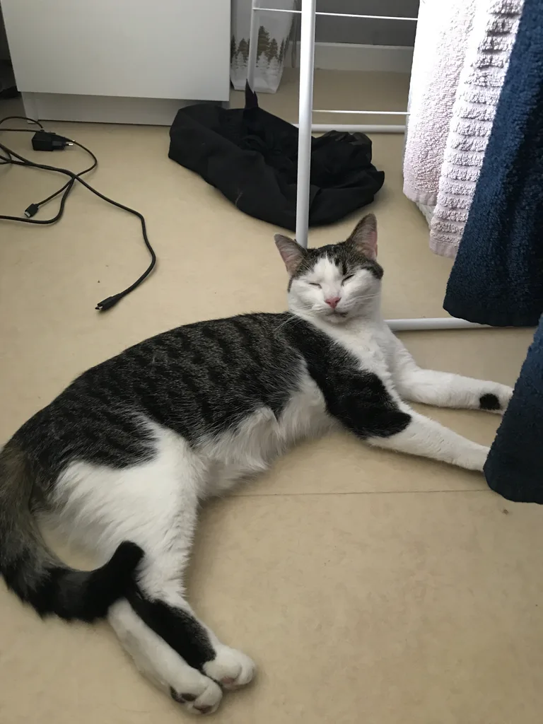 Chat trouvé