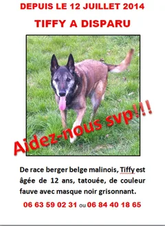 Chien perdu Berger Belge Malinois