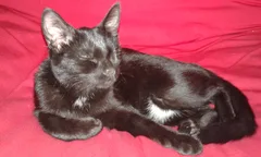 Chat perdu Européen