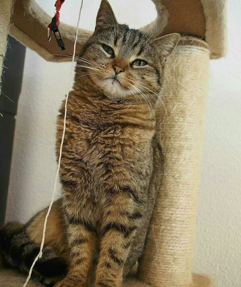 loupette