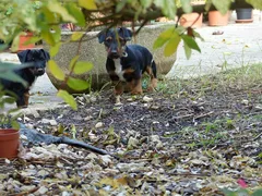 Chien perdu Teckel