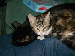 Chat perdu Européen