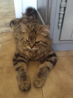 Chat perdu Européen
