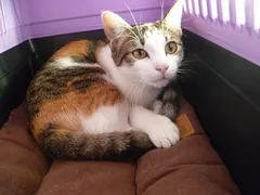 Chat perdu Européen