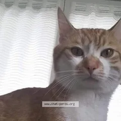 Chat perdu Européen