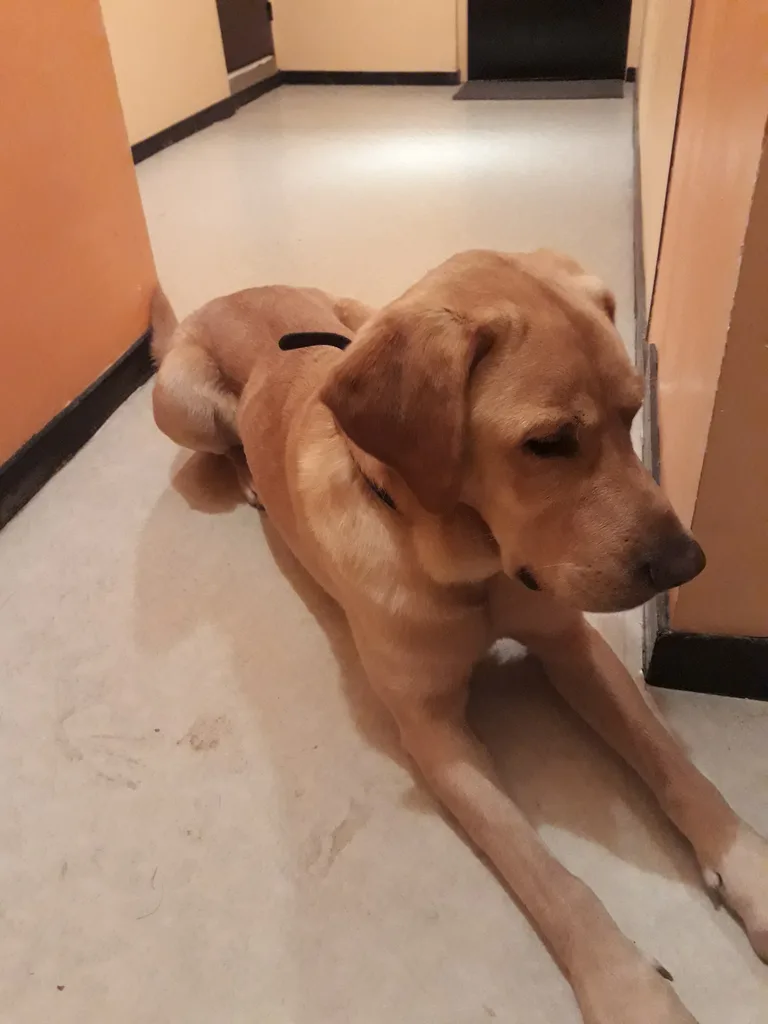 Chien trouvé