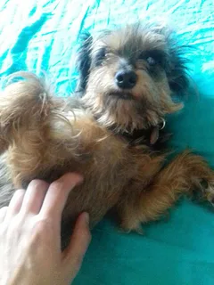 Chien perdu Croisé