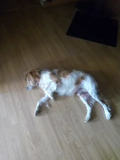 Chien trouvé Epagneul Breton