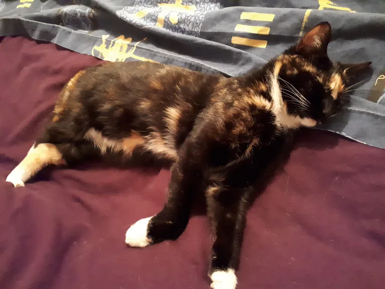 Maya