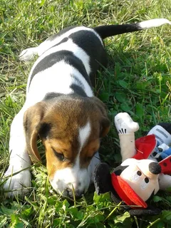 Chien perdu Beagle