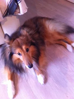 Chien perdu Berger des Shetland