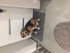 Chien trouvé Beagle