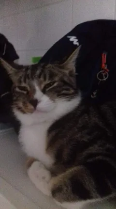 Chat perdu Chat Sauvage d'Europe