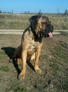 Chien perdu Cane Corso