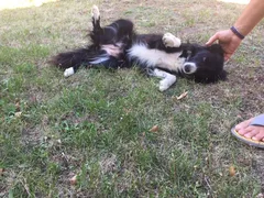 Chien trouvé Border Collie