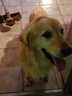 Chien trouvé Labrador-Retriever