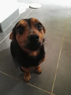 Chien trouvé Croisé
