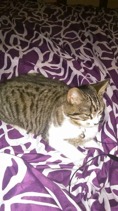 Chat trouvé Européen