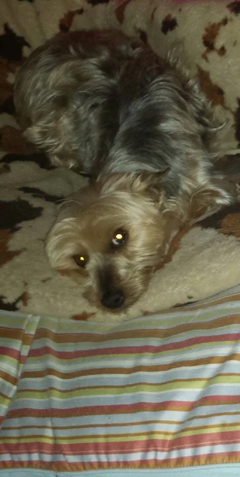 Chipie