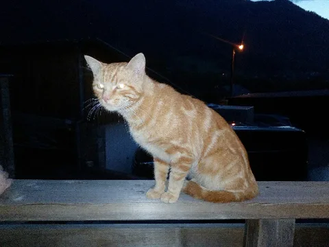 Chat trouvé