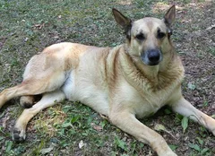 Chien trouvé Berger Belge Malinois