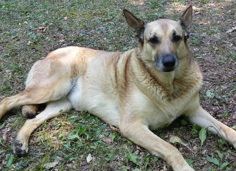 Chien trouvé