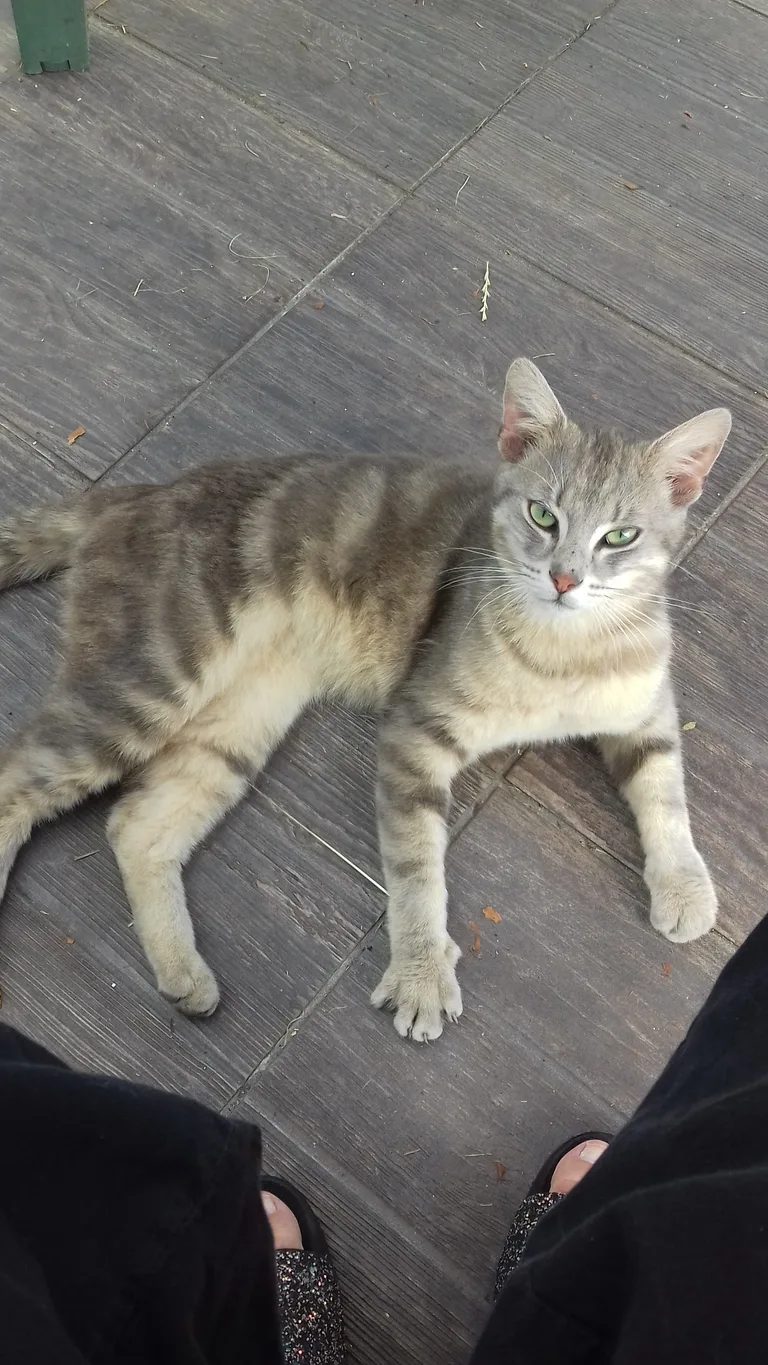 Chat trouvé