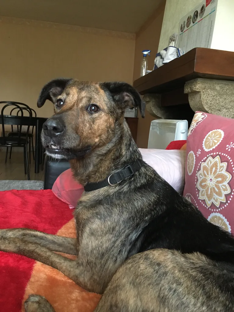 Cheyenne