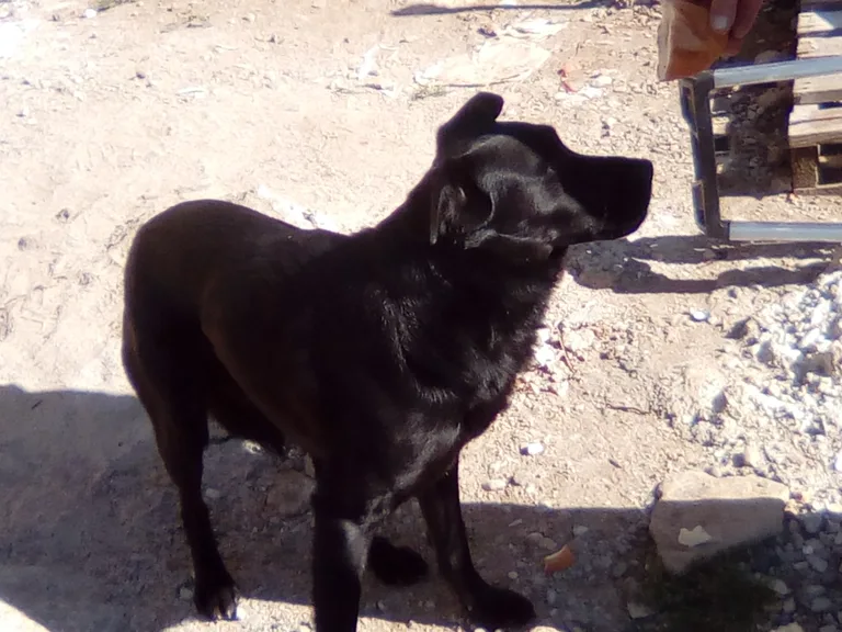 Chien trouvé